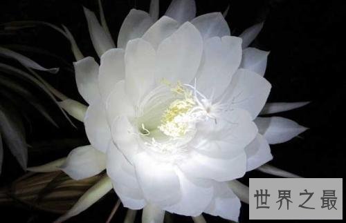 这世界上十朵最美丽的花 朵朵惊艳你的眼帘