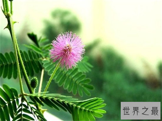 含羞草有毒吗 家里种植过多含羞草真的会致命