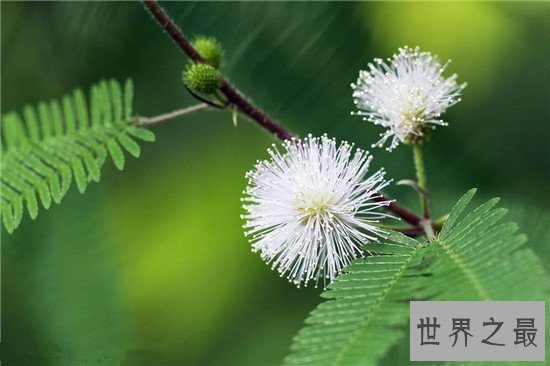 含羞草有毒吗 家里种植过多含羞草真的会致命