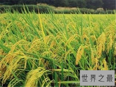 五常大米 中国人都爱吃的大米品牌