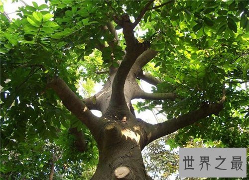 箭毒木长什么样的 箭毒木的毒性危害大吗