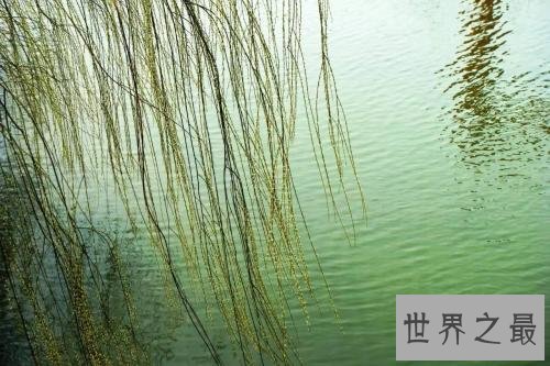 咏柳的诗句，有哪些描写杨柳的诗句终成绝句