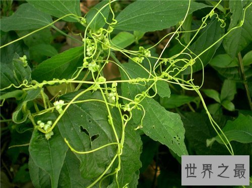 菟丝子的功效与作用,菟丝子有哪些副作用