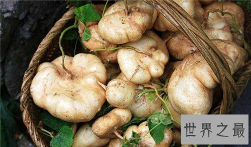 凉薯功效和作用及禁忌,凉薯营养价值介绍