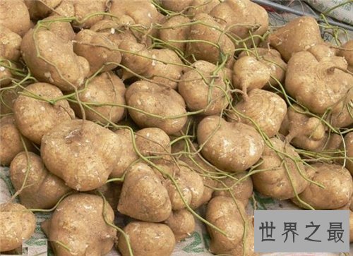 凉薯功效和作用及禁忌,凉薯营养价值介绍