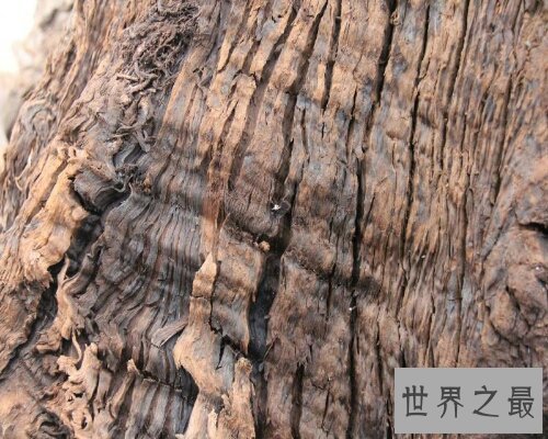 金丝楠乌木，一种珍贵历史悠久的植物