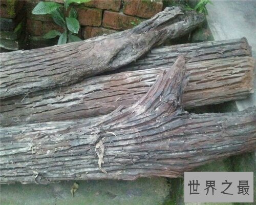 金丝楠乌木，一种珍贵历史悠久的植物