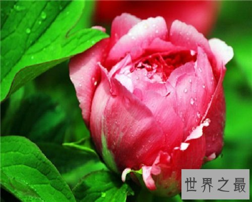 世界上最美丽的花,娇艳的牡丹花。