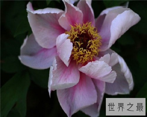 世界上最美丽的花,娇艳的牡丹花。