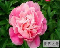 世界上最美丽的花，娇艳的牡丹花。