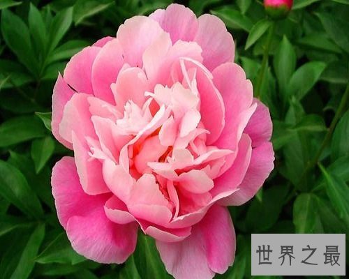 世界上最美丽的花,娇艳的牡丹花。