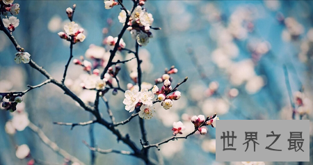 一起来欣赏雪地中最坚毅动人的梅花图片吧!