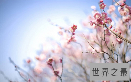 一起来欣赏雪地中最坚毅动人的梅花图片吧!