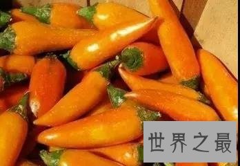 世界上最辣的辣椒排名前十，辣妹子看过来