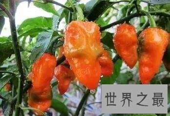 世界上最辣的辣椒排名前十，辣妹子看过来