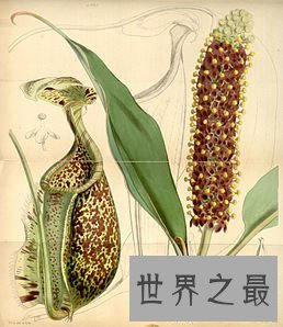 植物界最危险的肉食植物：巨型猪笼草