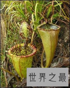 植物界最危险的肉食植物：巨型猪笼草