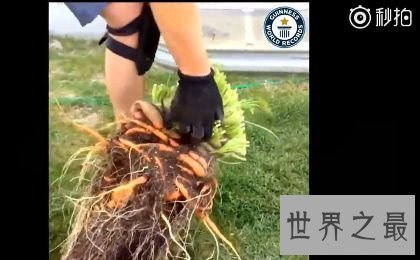 盘点世界之最蔬菜,世界最重胡萝卜20.34斤已成精