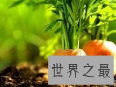 盘点世界之最蔬菜,世界最重胡萝卜20.34斤已成精