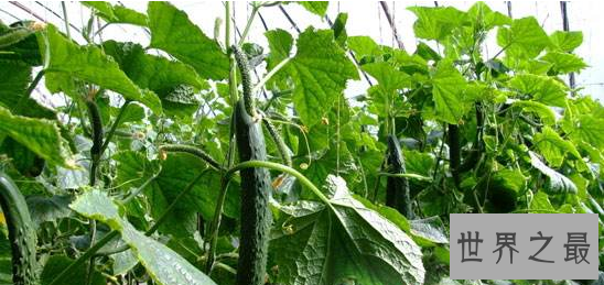 盘点世界之最蔬菜,世界最重胡萝卜20.34斤已成精