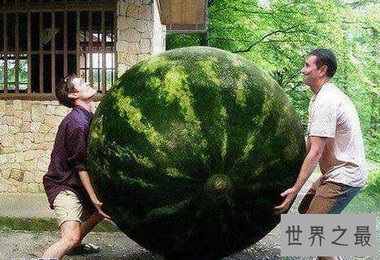 盘点世界之最蔬菜,世界最重胡萝卜20.34斤已成精