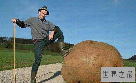 盘点世界之最蔬菜,世界最重胡萝卜20.34斤已成精