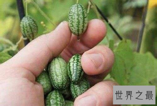 世界最小西瓜佩普基诺,只有3厘米大(1口10个)