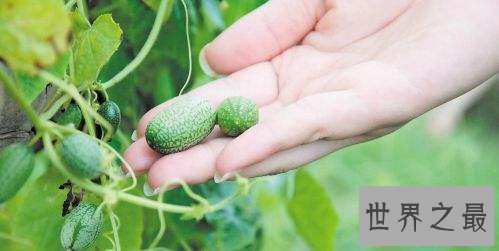 世界最小西瓜佩普基诺,只有3厘米大(1口10个)