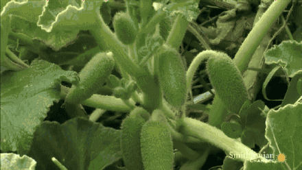 世界上最有力气的果实,喷瓜能将种子喷射15米远