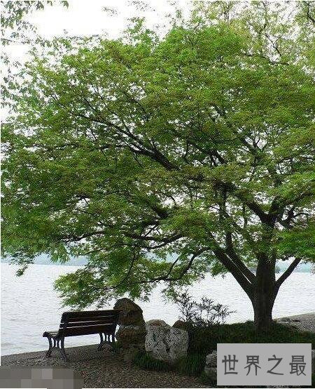 世界上最咸的树木盐树，树上结出来的都是精制食盐