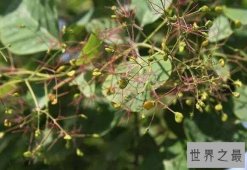 世界上最咸的树木盐树，树上结出来的都是精制食盐