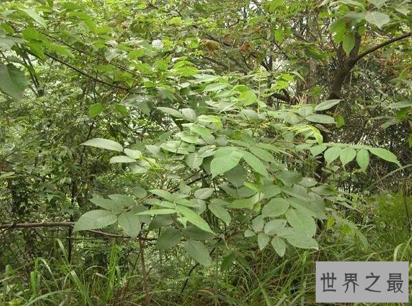 世界上最咸的树木盐树，树上结出来的都是精制食盐