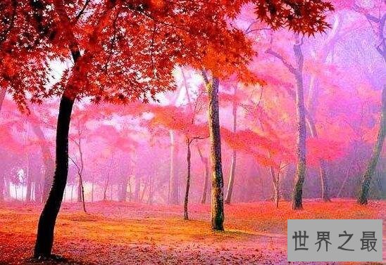 世界上最甜的树槭树,含糖量高达85%(比蜜还甜)