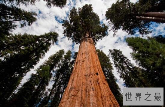 世界第一高树杏仁桉,高达156米相当于50层楼