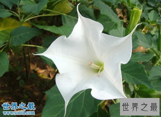 世界上最美最毒的花，食人花(吞噬10条生命开花1次)