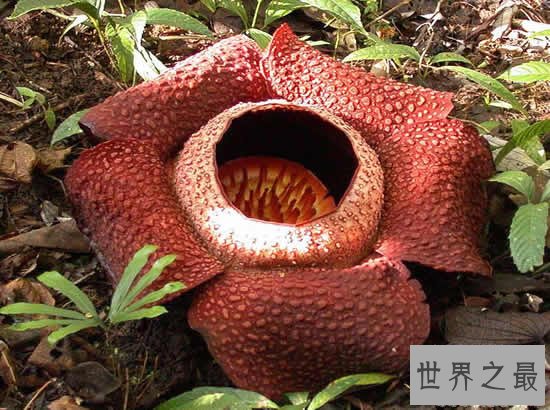 世界上最美最毒的花，食人花(吞噬10条生命开花1次)