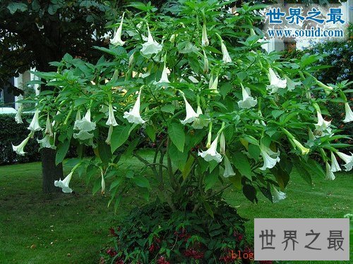 世界上最美最毒的花，食人花(吞噬10条生命开花1次)