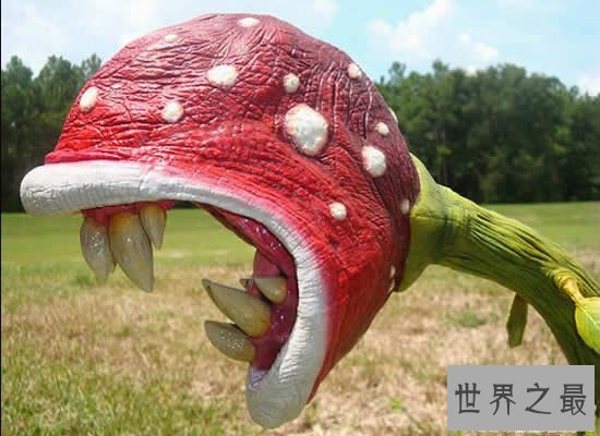 世界上最美最毒的花，食人花(吞噬10条生命开花1次)