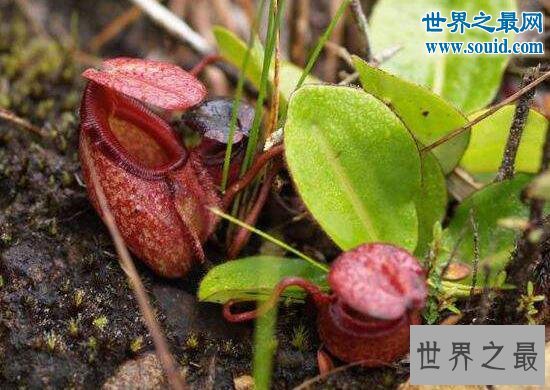 世上最大的肉食植物，马来王猪笼草(捕捉老鼠)