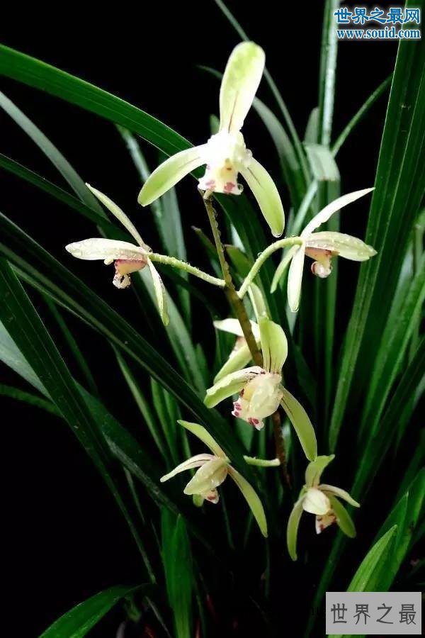 关于花的20个世界之最，最臭的花臭到800米远