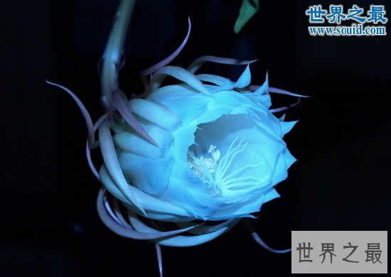 关于花的20个世界之最，最臭的花臭到800米远