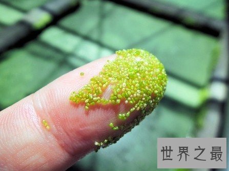 关于花的20个世界之最，最臭的花臭到800米远