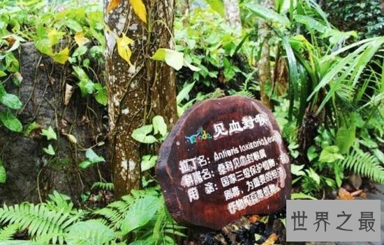 世界上最毒的树，箭毒木见血封喉(沾上即死)