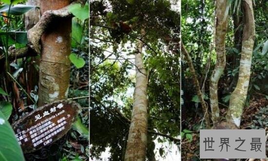 世界上最毒的树，箭毒木见血封喉(沾上即死)