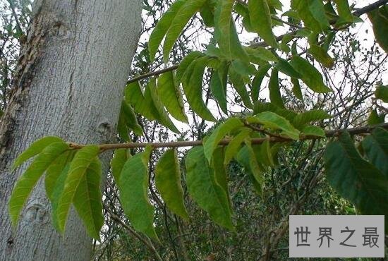 世界上最毒的树，箭毒木见血封喉(沾上即死)