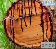 世界上最神奇的植物，龙血树竟能流出鲜红血液
