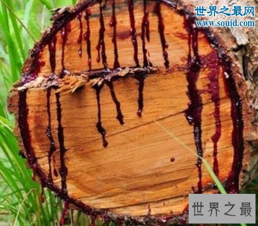 世界上最神奇的植物，龙血树竟能流出鲜红血液