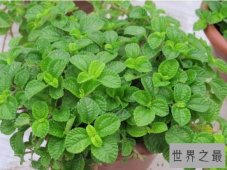 世界上最奇特的植物吸毒草，竟能吸光室内的甲醛