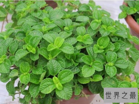 世界上最奇特的植物吸毒草,竟能吸光室内的甲醛