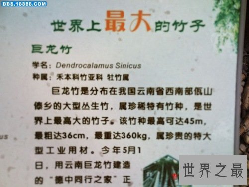 世界上最大的竹子巨龙竹,最高可达45米(15层楼)